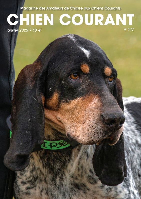 CHIENS COURANTS